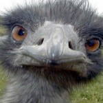 Foto del profilo di Pietro Previdi