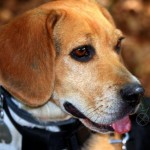 Foto del profilo di Stefano Rancan