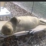 Foto del profilo di Elena Toni