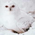 Foto del profilo di Alessandra Ansani