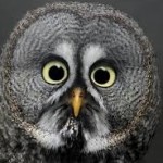 Foto del profilo di Domenico Marongiu