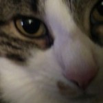 Foto del profilo di Michele Buonomo