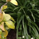 Foto del profilo di Arnaldo Auletta