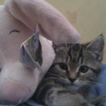 Foto del profilo di Alberto D'amico