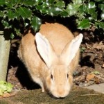 Foto del profilo di Giuseppe Faggionato