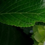 Foto del profilo di basilia