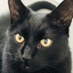 Foto del profilo di Adriano Anfuso