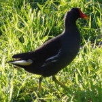 Foto del profilo di Claudio Capecchi