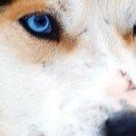 Foto del profilo di Stefano Pascucci