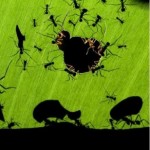 Foto del profilo di Cassiopea