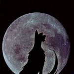 Foto del profilo di paolo cattabriga