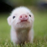 Foto del profilo di Matteo Mingozzi