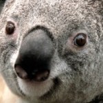 Foto del profilo di Federico Tibaldo