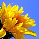 Foto del profilo di ruggiero Delucchi