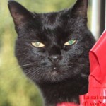 Foto del profilo di Bruno Montecchiari