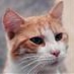 Foto del profilo di Francesco De Innocentis