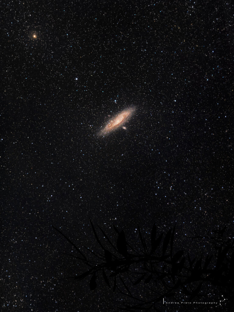 Andromeda sotto gli ulivi