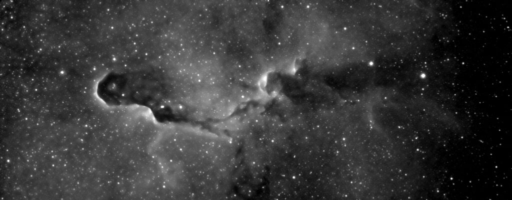 Proboscide di Elefante