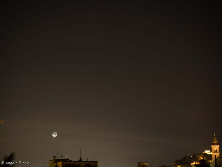 luna cinerea