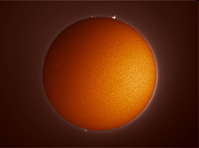 SOLE IN H ALFA