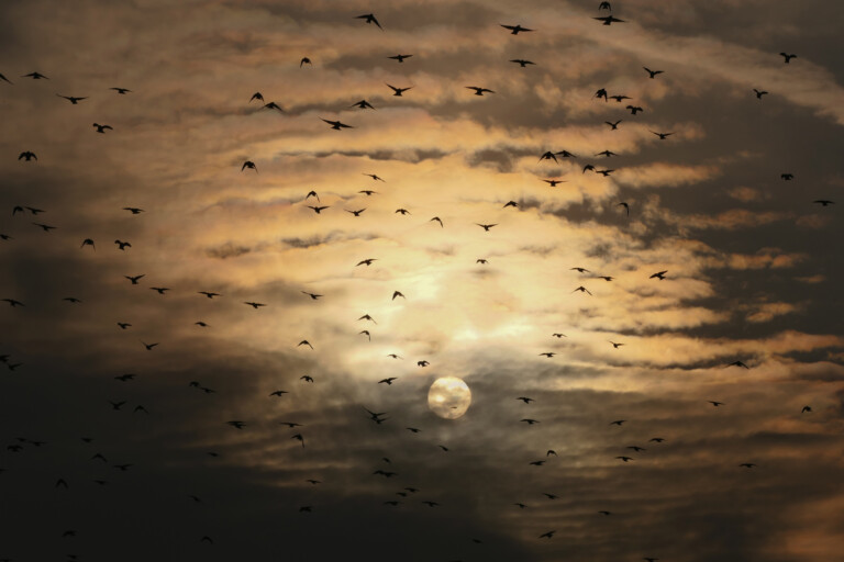 Storni davanti al Sole