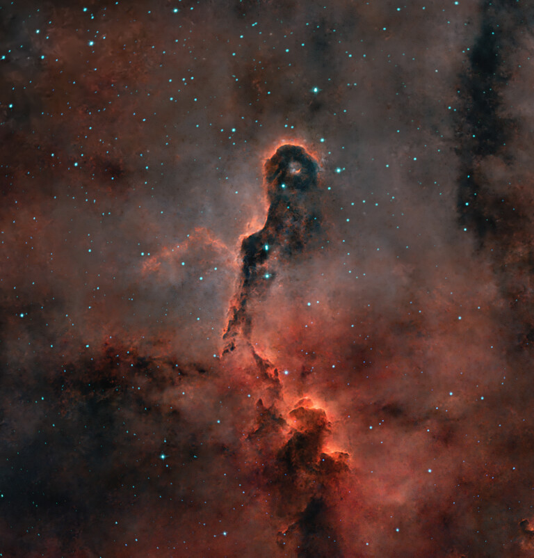 Proboscide di Elefante