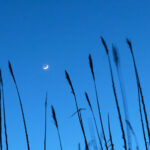 luna-tra-le-spighe-17.03.2021