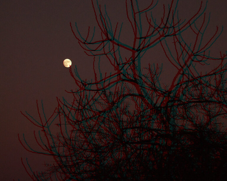 Sorgere della Luna tra gli alberi in 3d